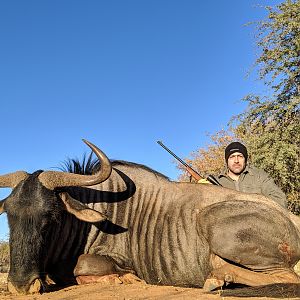 Blue Wildebeest