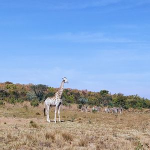 Giraffe and a Zebra Herd