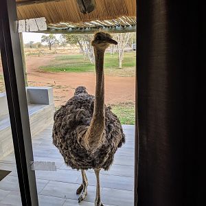 Ostrich