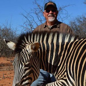 Hunt Burchell's Plain Zebra in South Africa