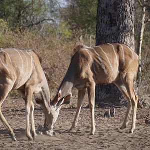 Kudu Females Namibia