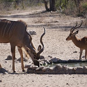 Kudu & Impala Namibia