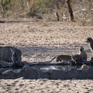 Warthog & Vervet Monkeys Namibia