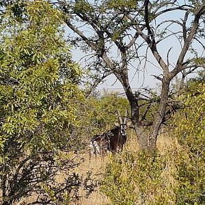 Sable Antelope South Africa