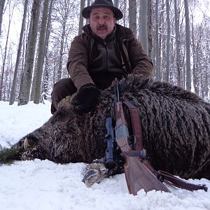 Wild Boar hunted in Romania, 2013