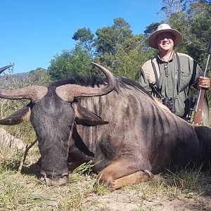 Blue Wildebeest Hunt South Africa