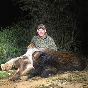 South Africa Hunt Bushpig