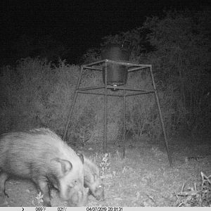 Trail Cam Pictures of Bushpig in South Africa