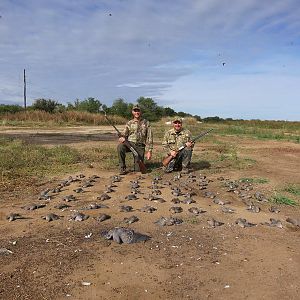 Wingshooting Pigeon in Argentina