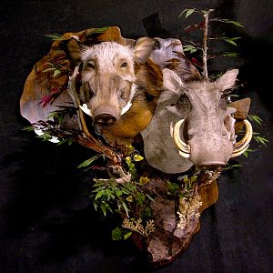 Bushpig/Warthog Combo Shoulder Mount Wall Piece Taxidermy