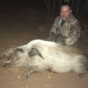 Rare White Bushpig Hunt South Africa