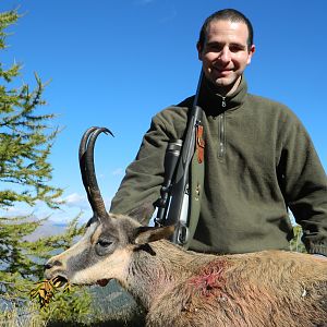 Big Alpine Chamois Female Italy