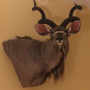 Kudu Shoulder Mount Taxidermy