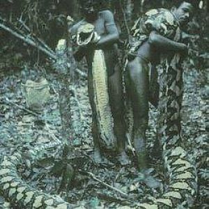 Python Hunt in Africa