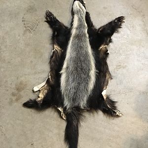 African Honey Badger Cape