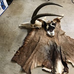 Roan Antelope Cape & Skull