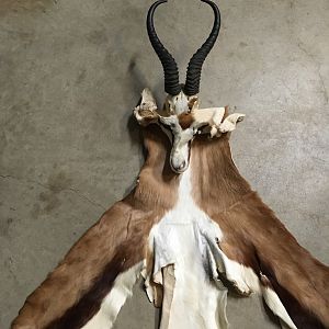 Springbok Cape & Skull