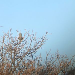 Bird Wildlife South Africa