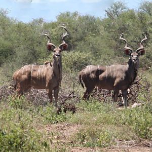 Kudu Bulls South Africa