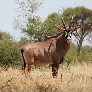 Roan Antelope South Africa
