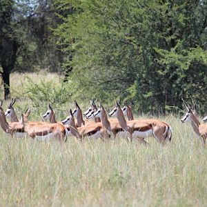 Herd of Springbok South Africa