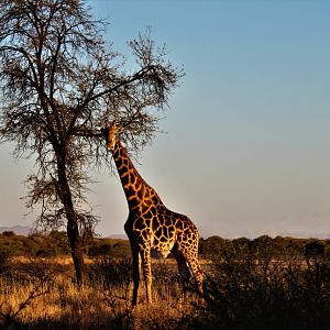 Giraffe South Africa