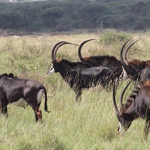 Sable Antelope Herd in South Africa