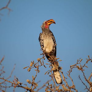Southern Yellow-Billed Hornbill South Africa
