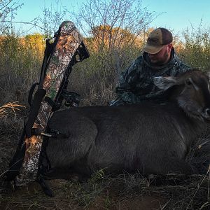 Waterbuck “Kobus Ellipsiprymnus” Bowhunting South Africa