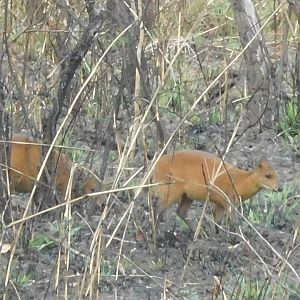 Red-flanked Duiker in Cameroon