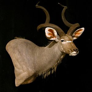 Kudu Shoulder Mount Wall Pedestal Taxidermy