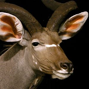 Kudu Shoulder Mount Wall Pedestal Taxidermy