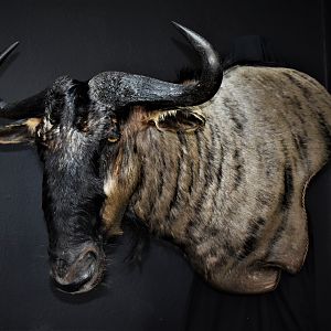 Blue Wildebeest Shoulder Mount Wall Pedestal Taxidermy