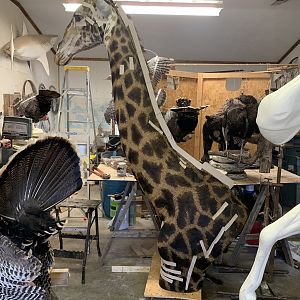 Giraffe Taxidermy Process