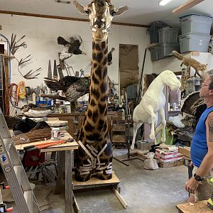 Giraffe Taxidermy Process