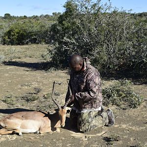 Impala Hunt South Africa