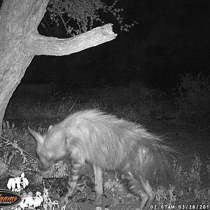 Brown Hyena Trail Cam Pictures South Africa
