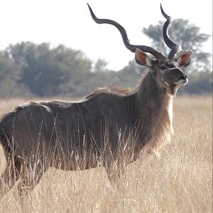 Kudu South Africa