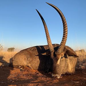 Hunt Waterbuck in South Africa