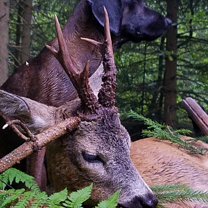 Hunting Roe Buck in Germany