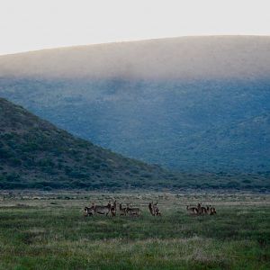 Herd of Waterbuck South Africa