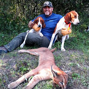 South Africa Hunting Caracal