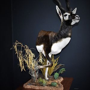 Blackbuck Half Mount Pedestal Taxidermy