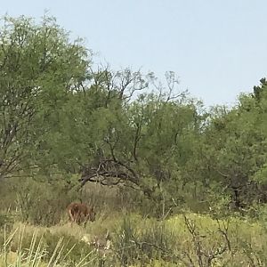 Bison calf Texas USA