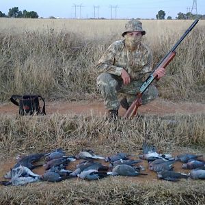 Hunting Dove in South Africa