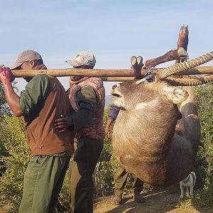 Hunting Waterbuck in South Africa