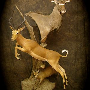 Kudu Shoulder Mount Combined with Impala & Duiker Full Mount Pedestal Taxidermy