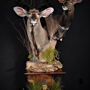 Kudu & Nyala Shoulder Mount Double Stack Pedestal Taxidermy