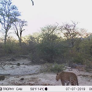 Leopard Trail Cam Pictures Zimbabwe