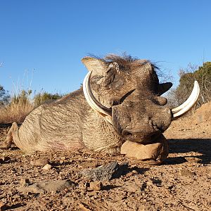 Warthog Hunting South Africa